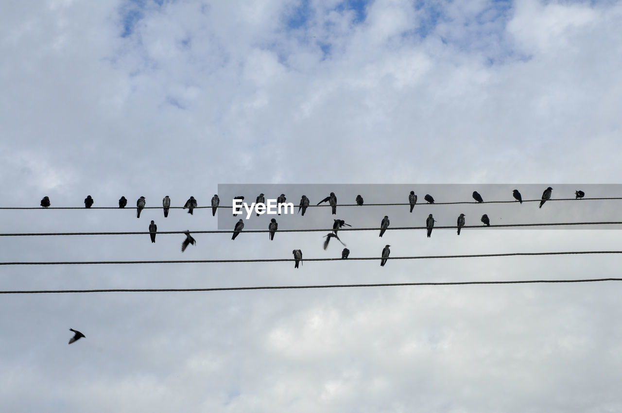 FLOCK OF BIRDS PERCHING ON POWER LINE
