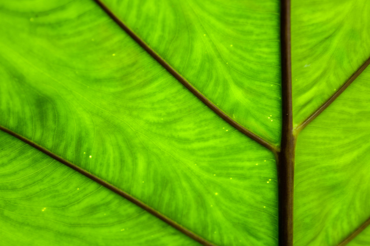 leaf, green, plant part, leaf vein, close-up, plant, full frame, backgrounds, nature, growth, no people, pattern, beauty in nature, flower, plant stem, freshness, day, palm tree, textured, outdoors, tropical climate, tree, fragility, macro, botany, environment, macro photography, palm leaf, drop, water, wet, leaves, banana leaf, lush foliage