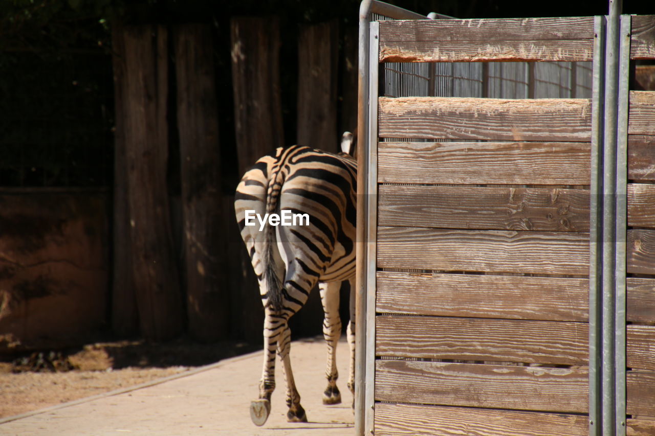 Rear view of zebra walking in zoo