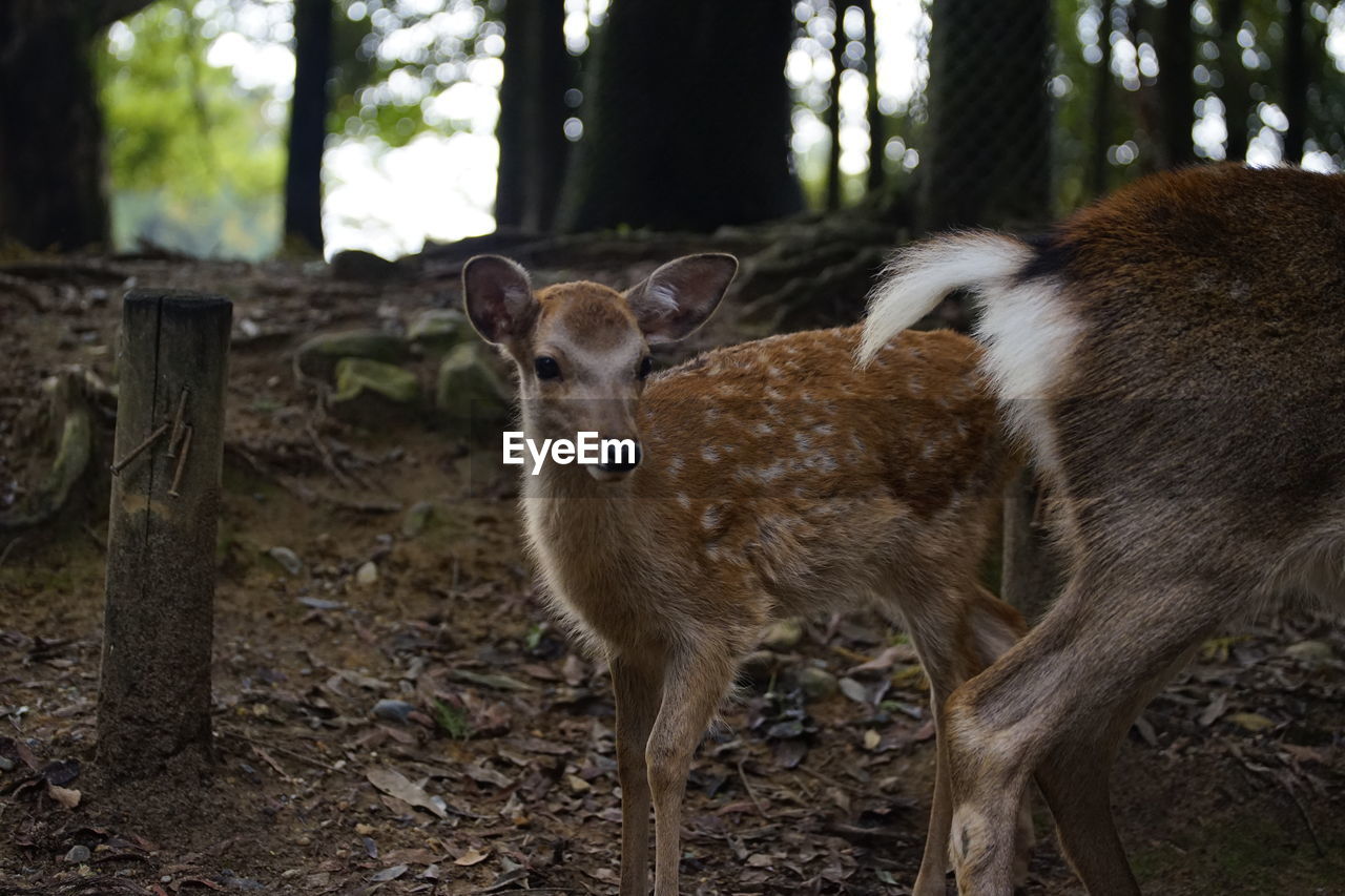 DEER IN A FIELD