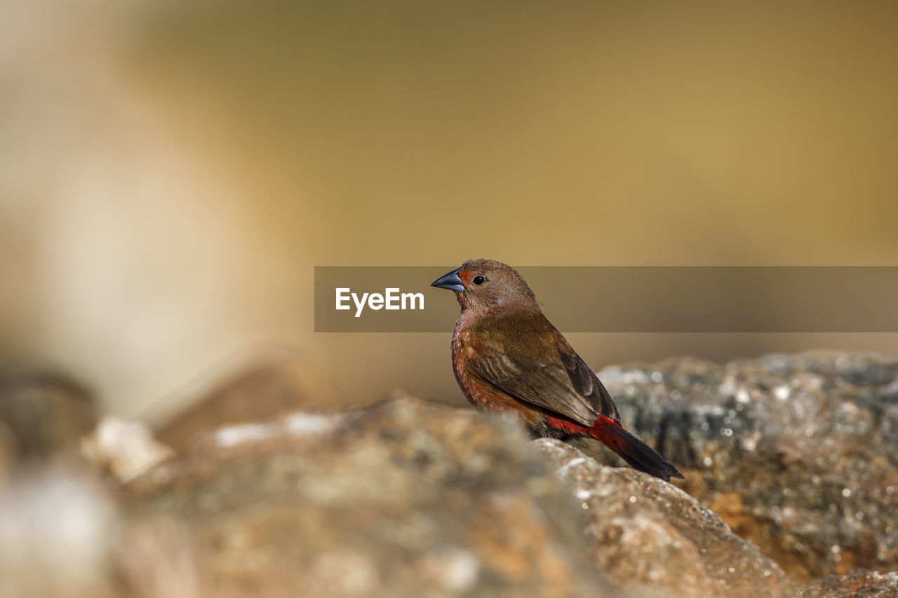 close-up of bird perching on rock against sky
