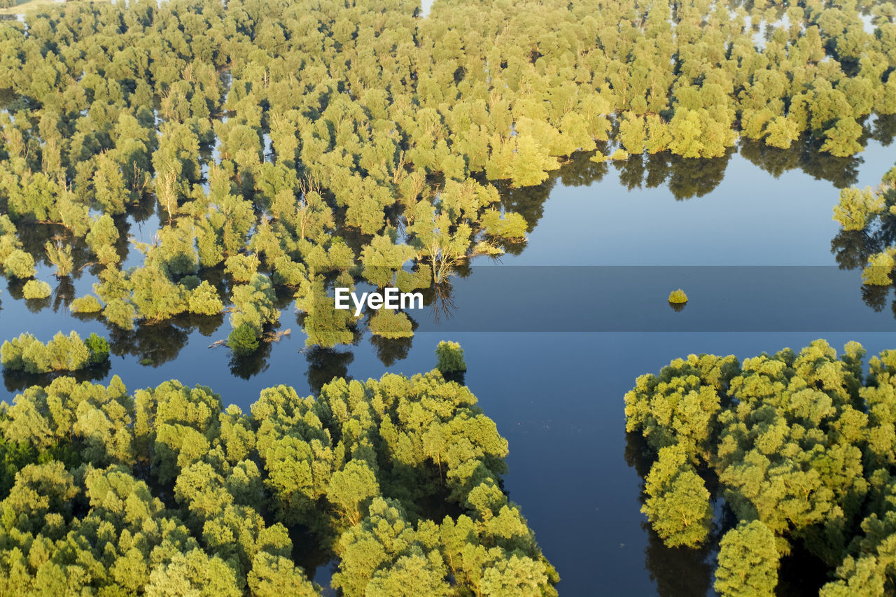 HIGH ANGLE VIEW OF YELLOW TREES AND PLANTS IN LAKE