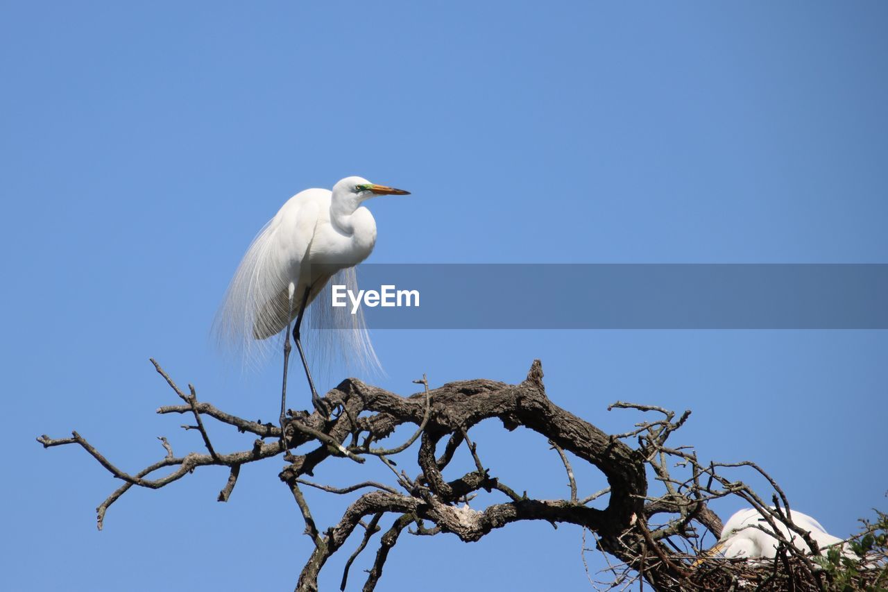 bird, animal themes, animal, animal wildlife, wildlife, perching, tree, blue, sky, nature, branch, clear sky, one animal, plant, beak, no people, heron, low angle view, white, stork, outdoors, day, wing, sunny, full length, beauty in nature