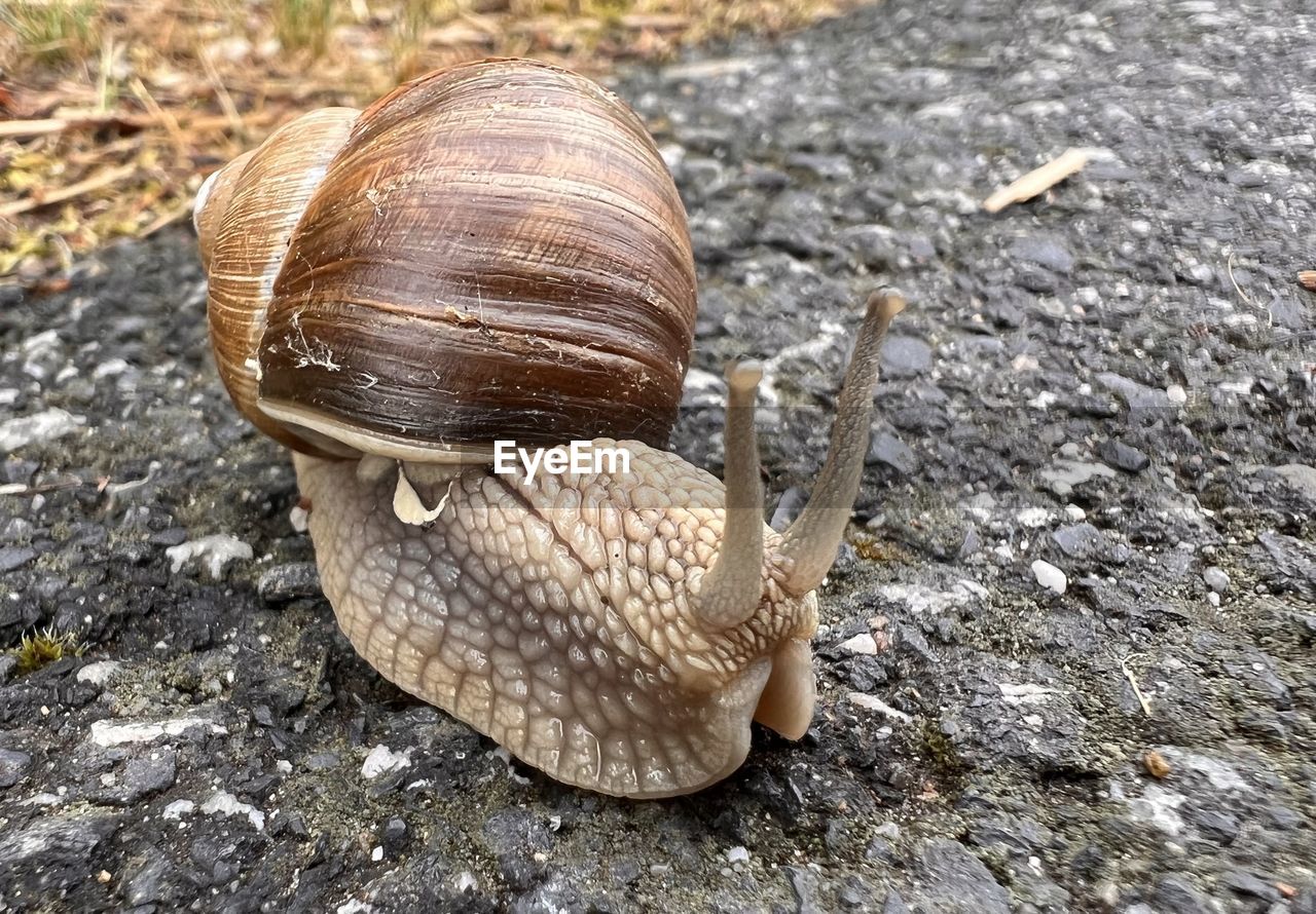 snails and slugs, animal, snail, animal themes, animal wildlife, mollusk, shell, gastropod, wildlife, one animal, animal shell, close-up, nature, no people, land, day, animal antenna, marine biology, outdoors, high angle view, boredom, animal body part, macro photography, crawling, focus on foreground