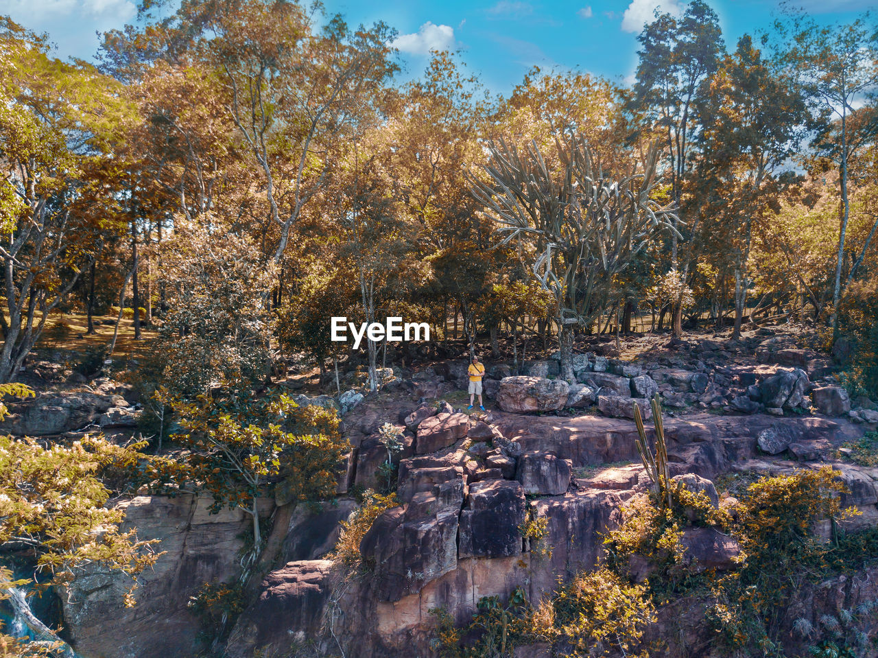 TREES AND PLANTS IN FOREST