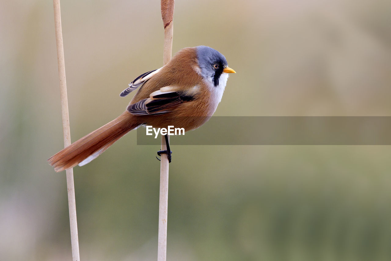CLOSE-UP OF A BIRD PERCHING ON A PLANT