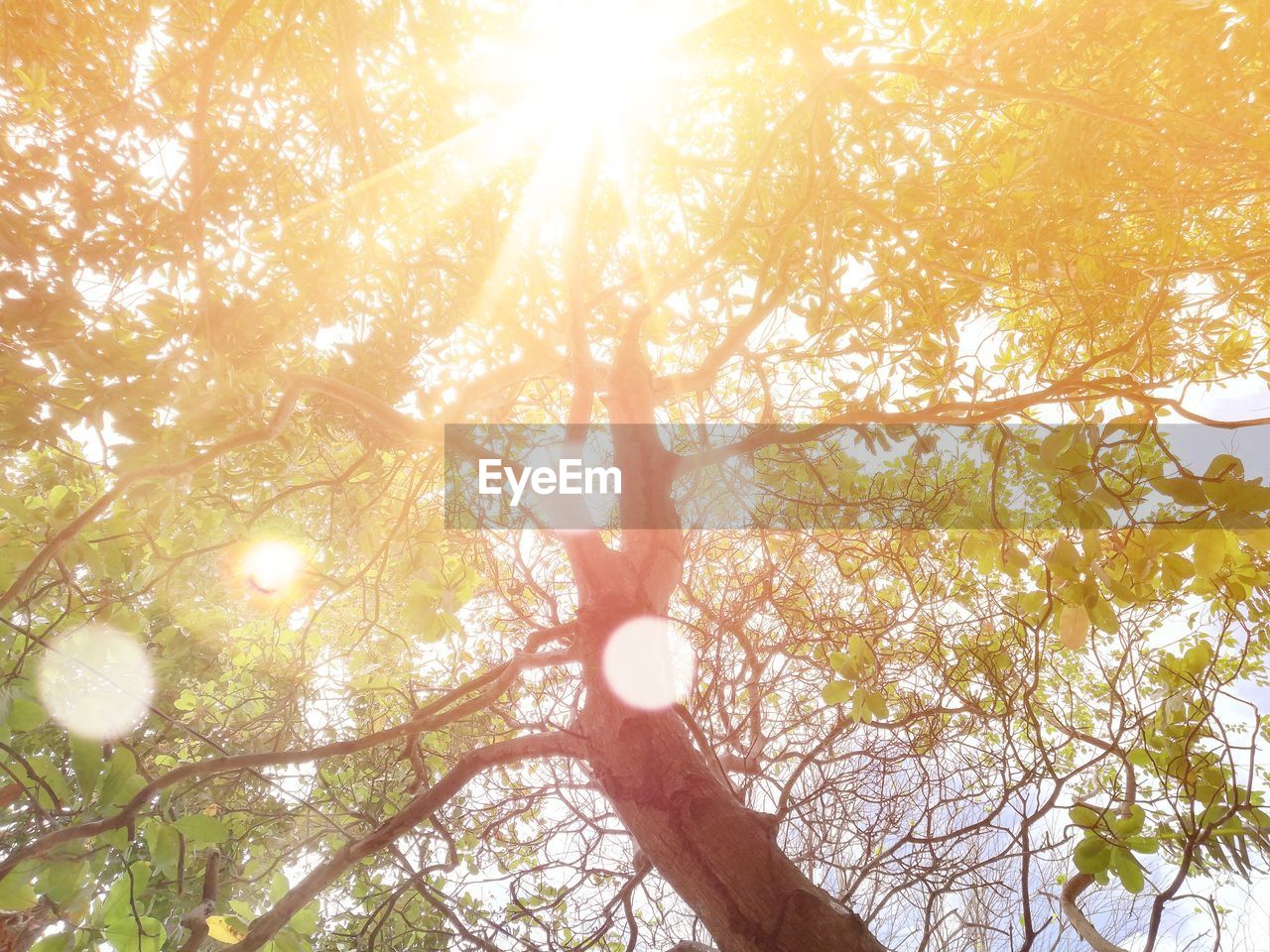 Low angle view of sunlight streaming through trees