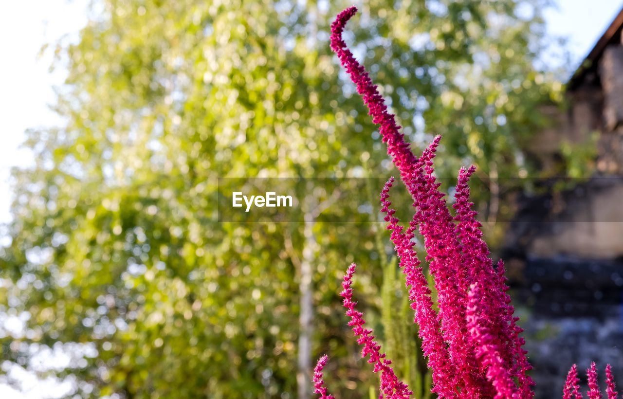 CLOSE-UP OF FRESH PINK FLOWER AGAINST TREES IN PARK