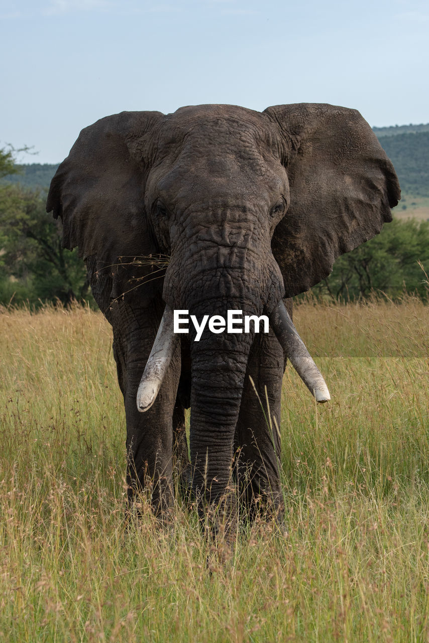 African elephant stands facing directly towards camera