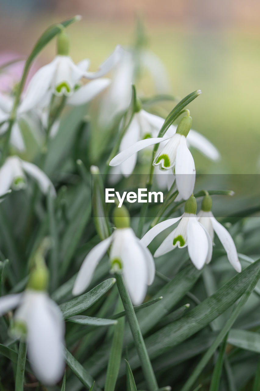 Close-up of white flowering plants
