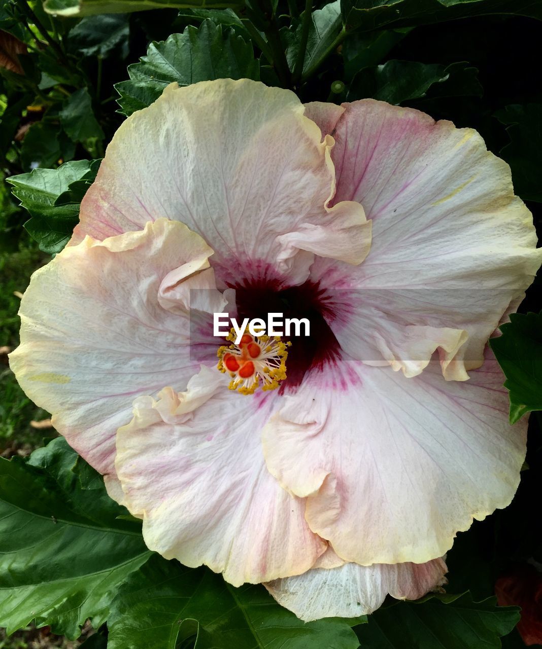 Close up of mallow flower