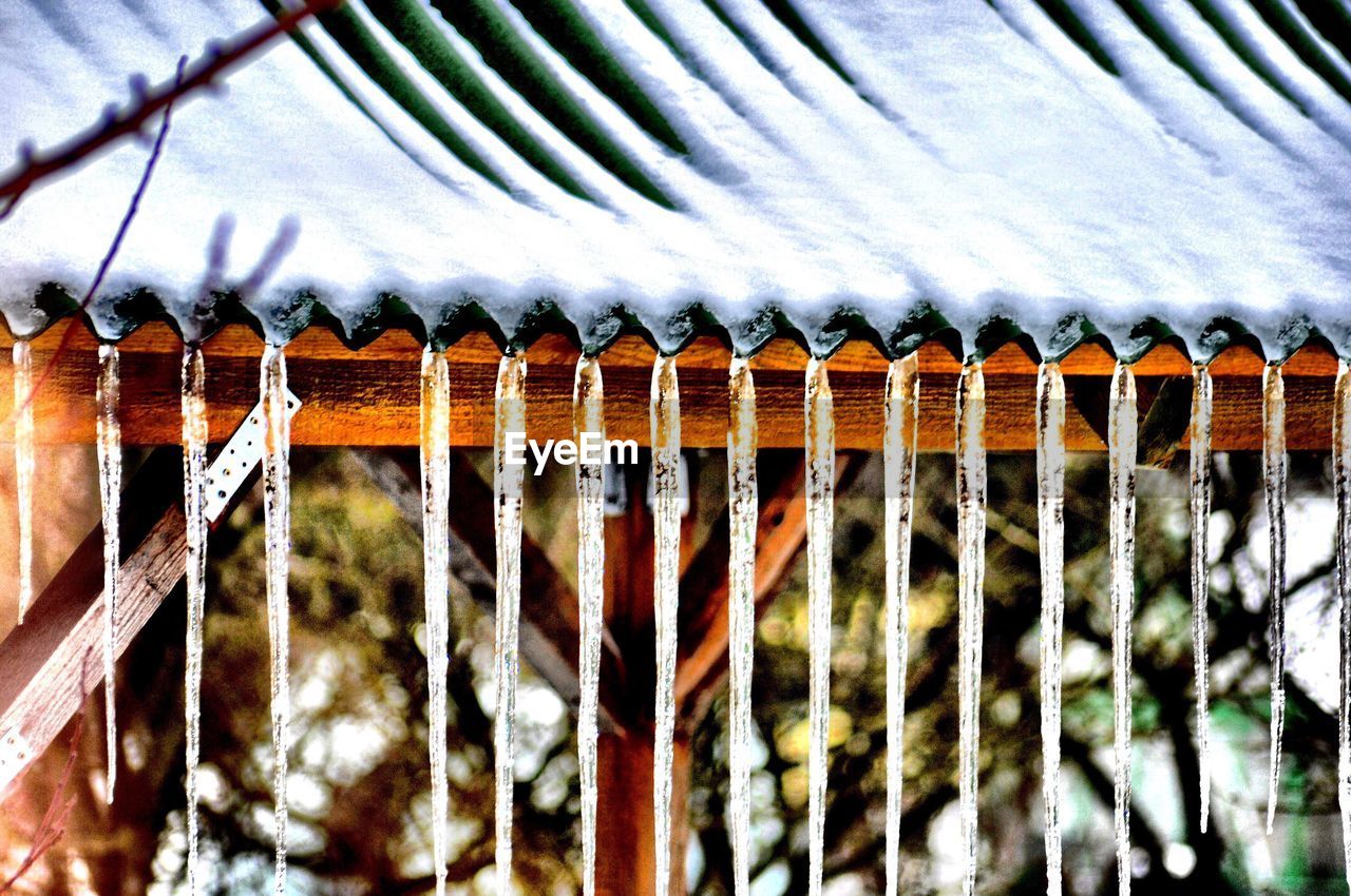 LOW ANGLE VIEW OF LEAVES