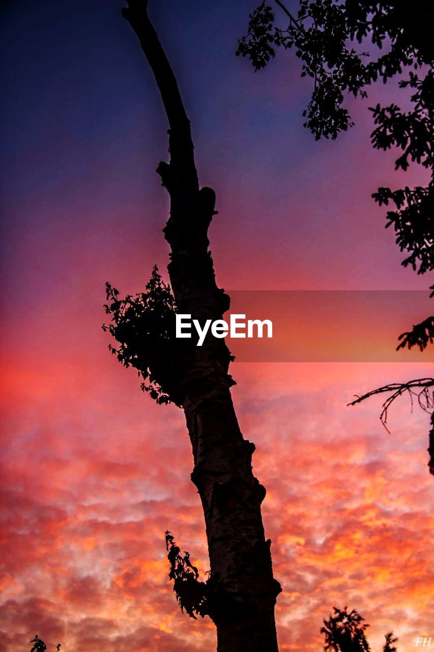 LOW ANGLE VIEW OF SILHOUETTE TREE AGAINST SKY AT SUNSET