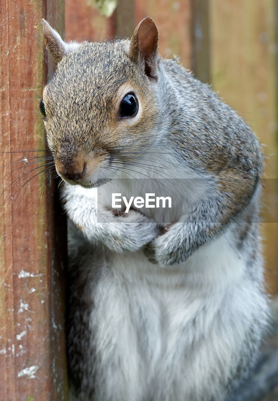 HIGH ANGLE VIEW OF SQUIRREL