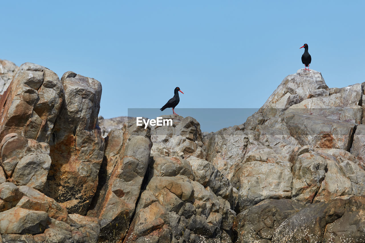 LOW ANGLE VIEW OF BIRDS ON ROCK