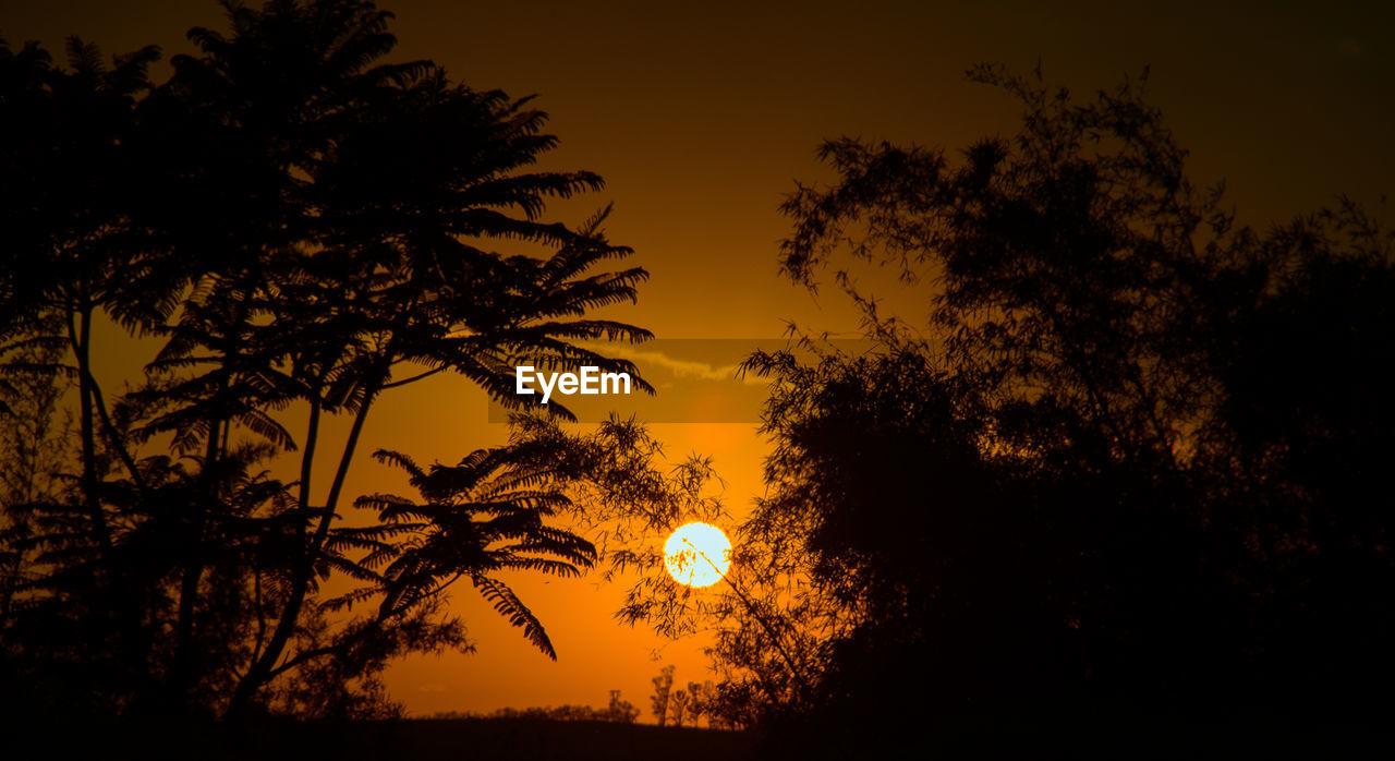 SILHOUETTE TREES AGAINST SKY DURING SUNSET