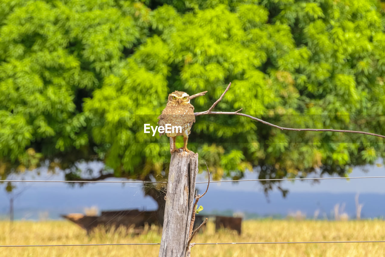 Burrowing owl perching on wooden post facing to camera, tree in background