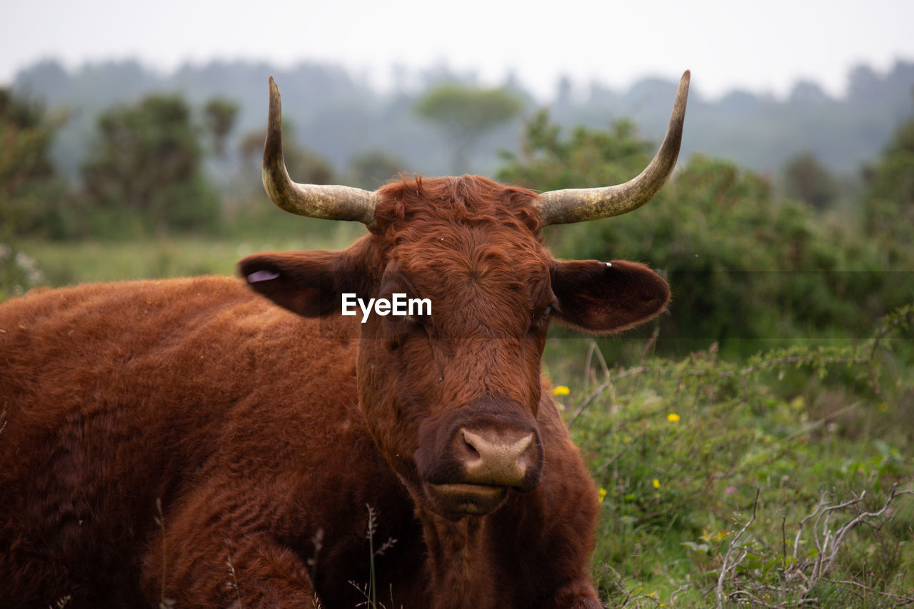 View of a cattle on field