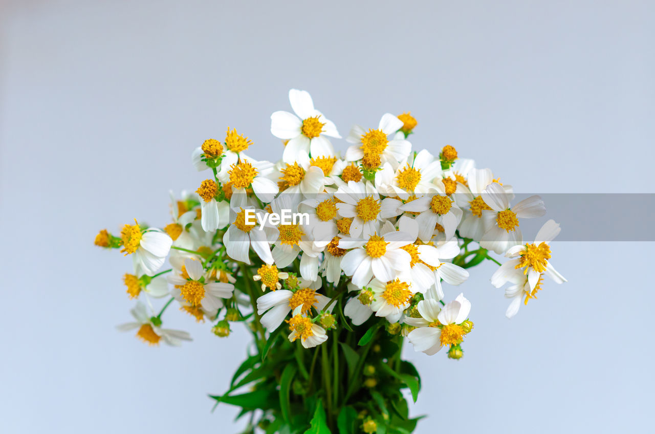 Partial focus of spanish needles or bidens alba flowers on white background.