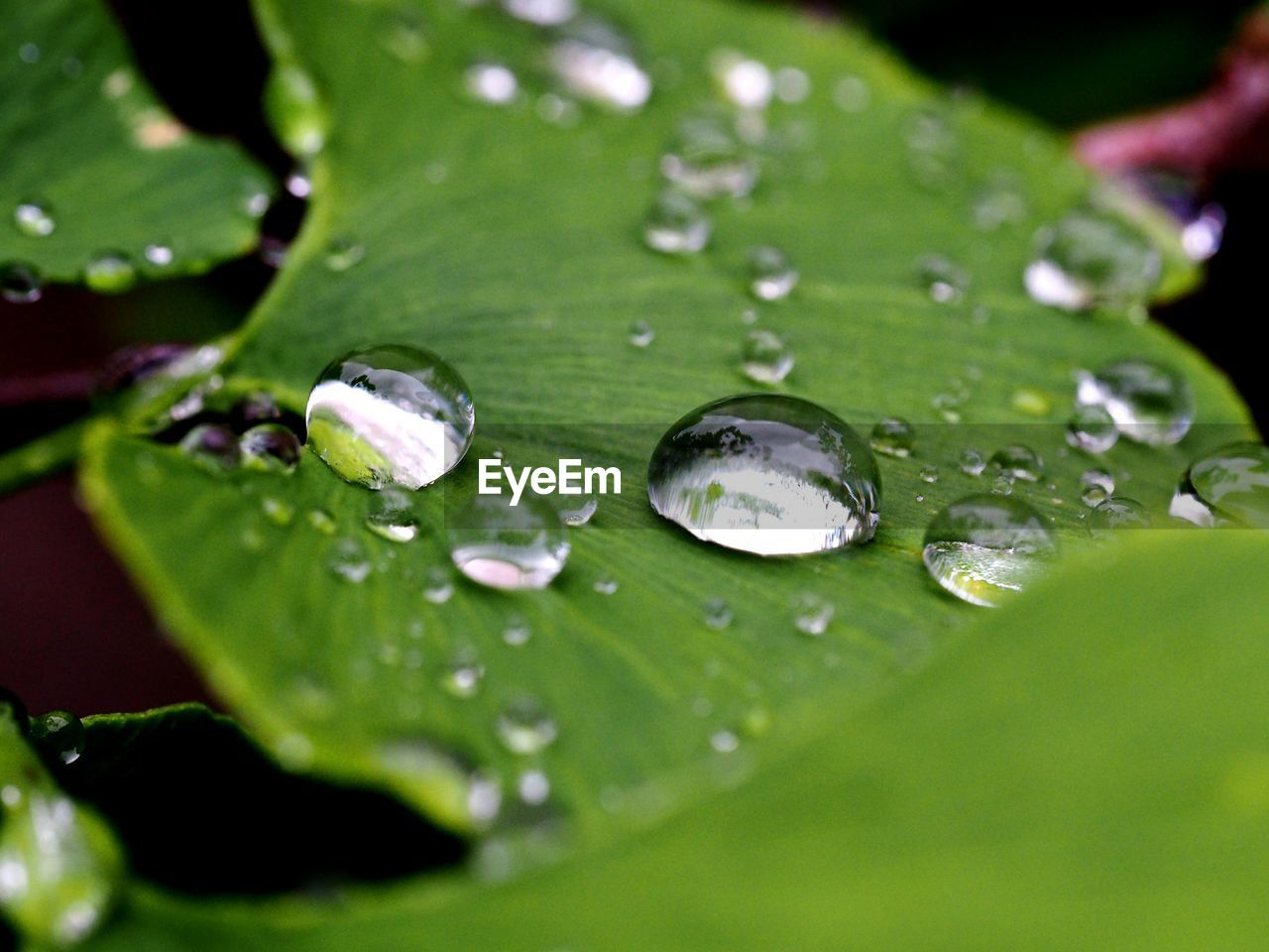 Close-up of water drops on leaf