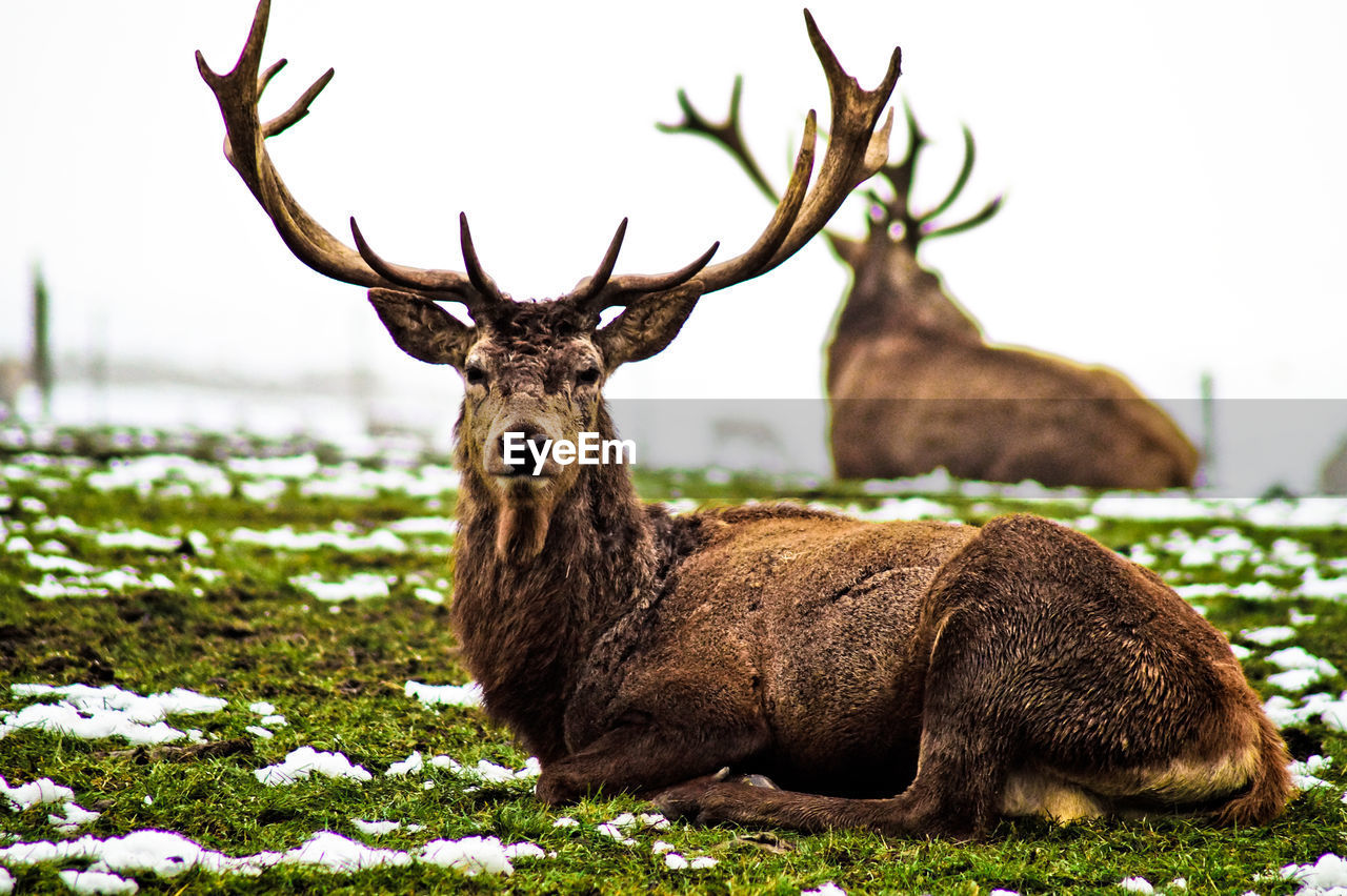 Portrait of stag resting on field during winter