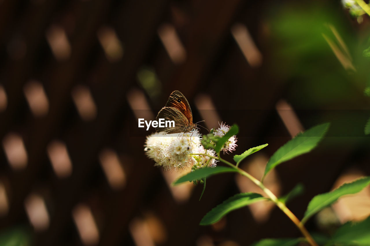 butterfly, plant, insect, animal, animal wildlife, animal themes, flower, green, beauty in nature, flowering plant, nature, macro photography, one animal, close-up, wildlife, moths and butterflies, leaf, no people, animal wing, freshness, fragility, branch, growth, plant part, outdoors, focus on foreground, animal body part, selective focus, flower head, petal