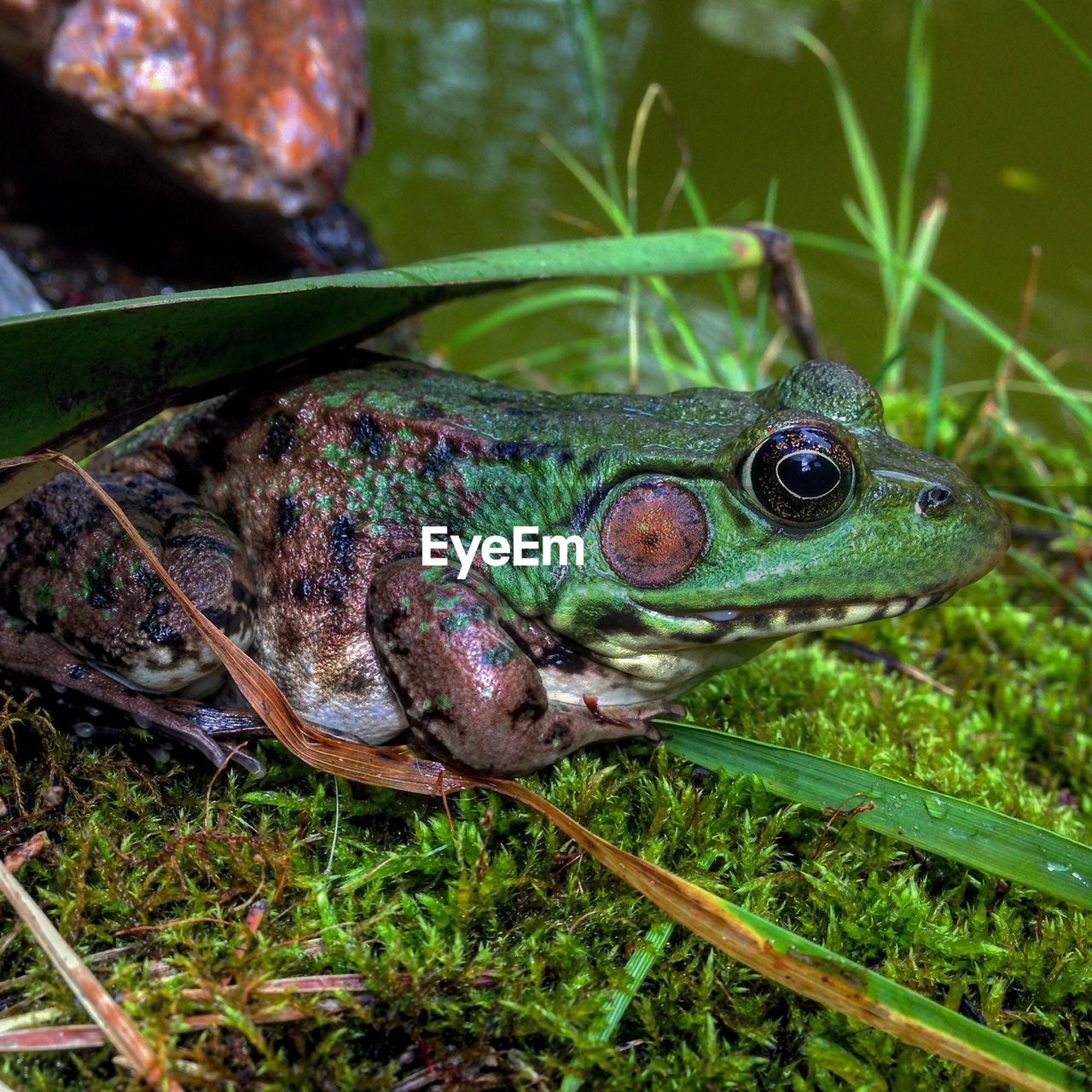 Close-up of frog