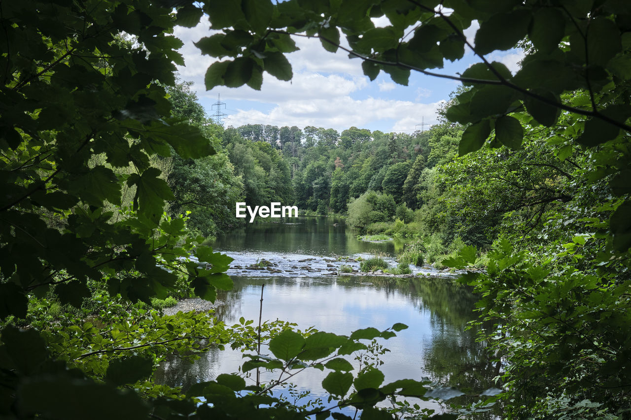 SCENIC VIEW OF LAKE IN FOREST