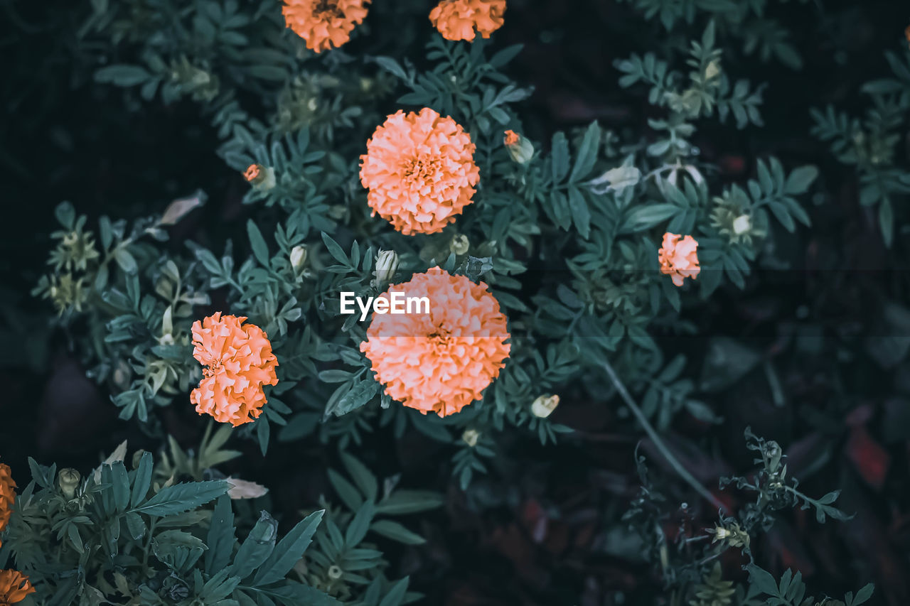 Tagetes erecta