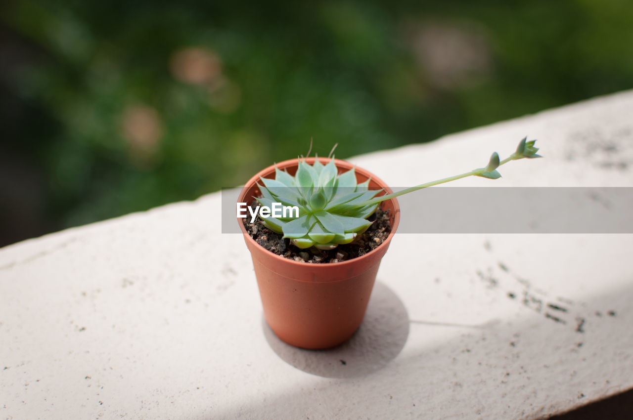 Succulent plant on retaining wall