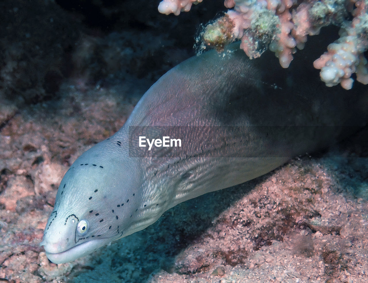 A geometric moray eel - gymnothorax griseus - in the red sea, egypt