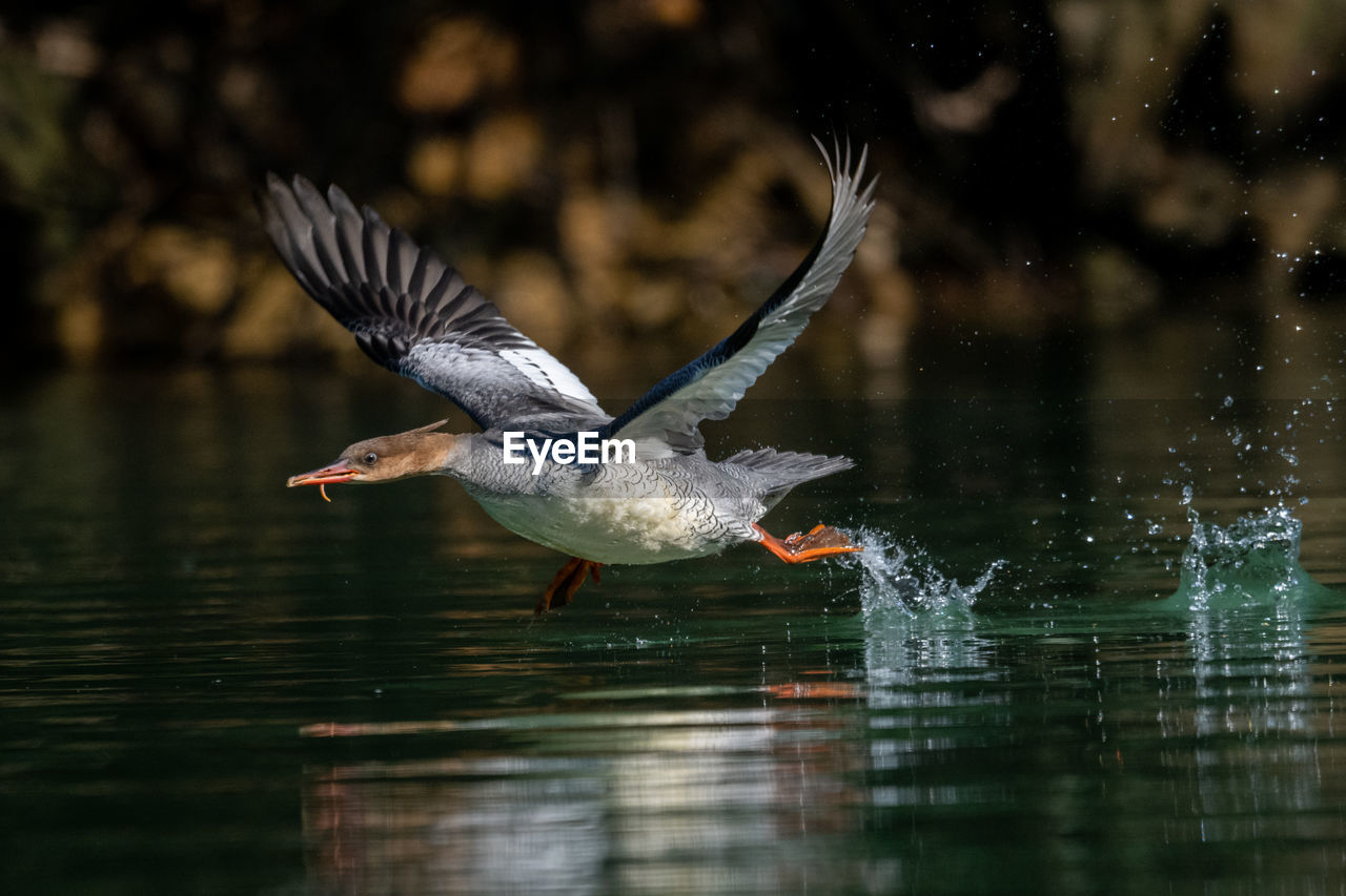 Bird flying over lake