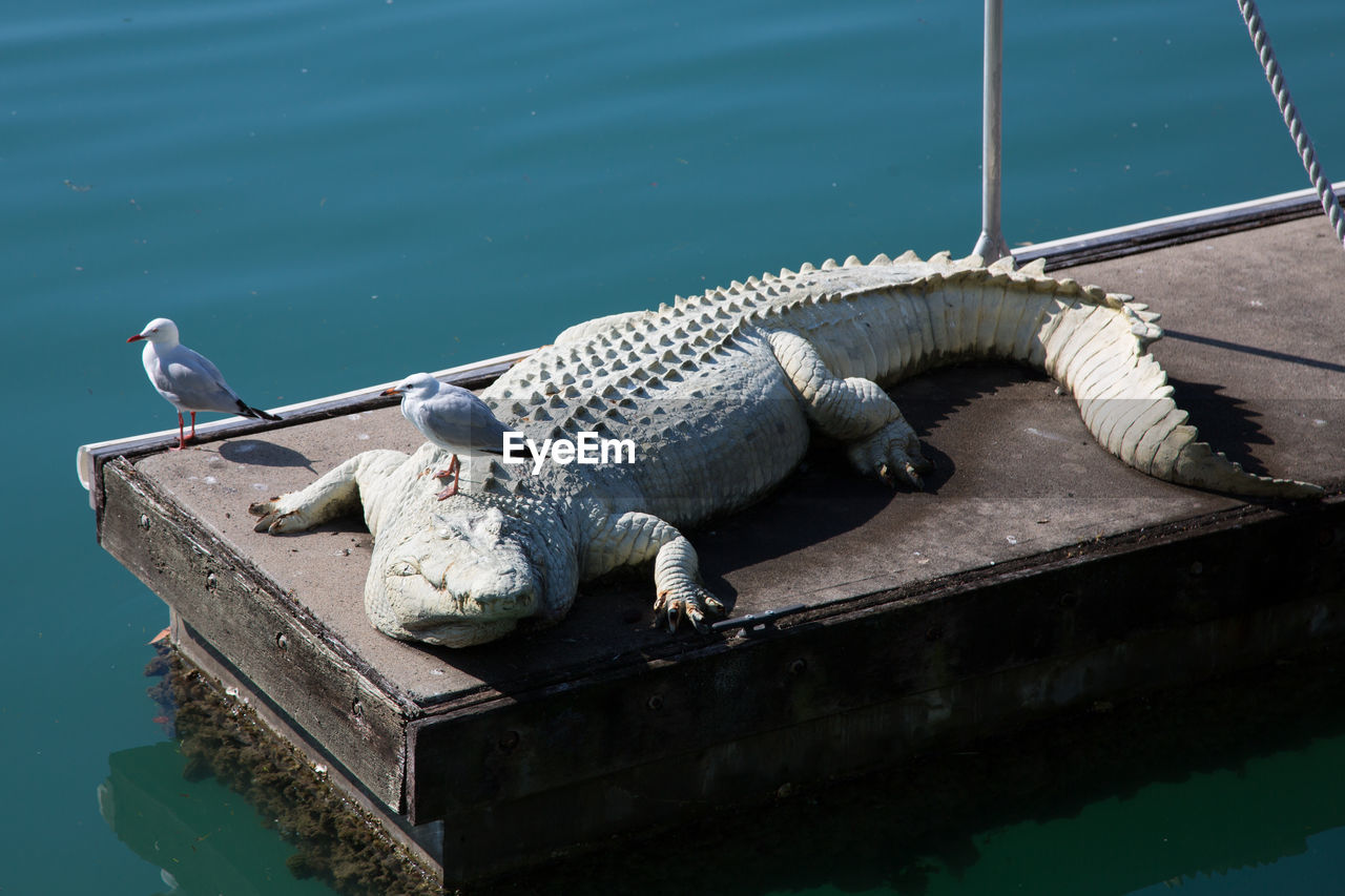 High angle view of seagulls perching on crocodile over platform in lake