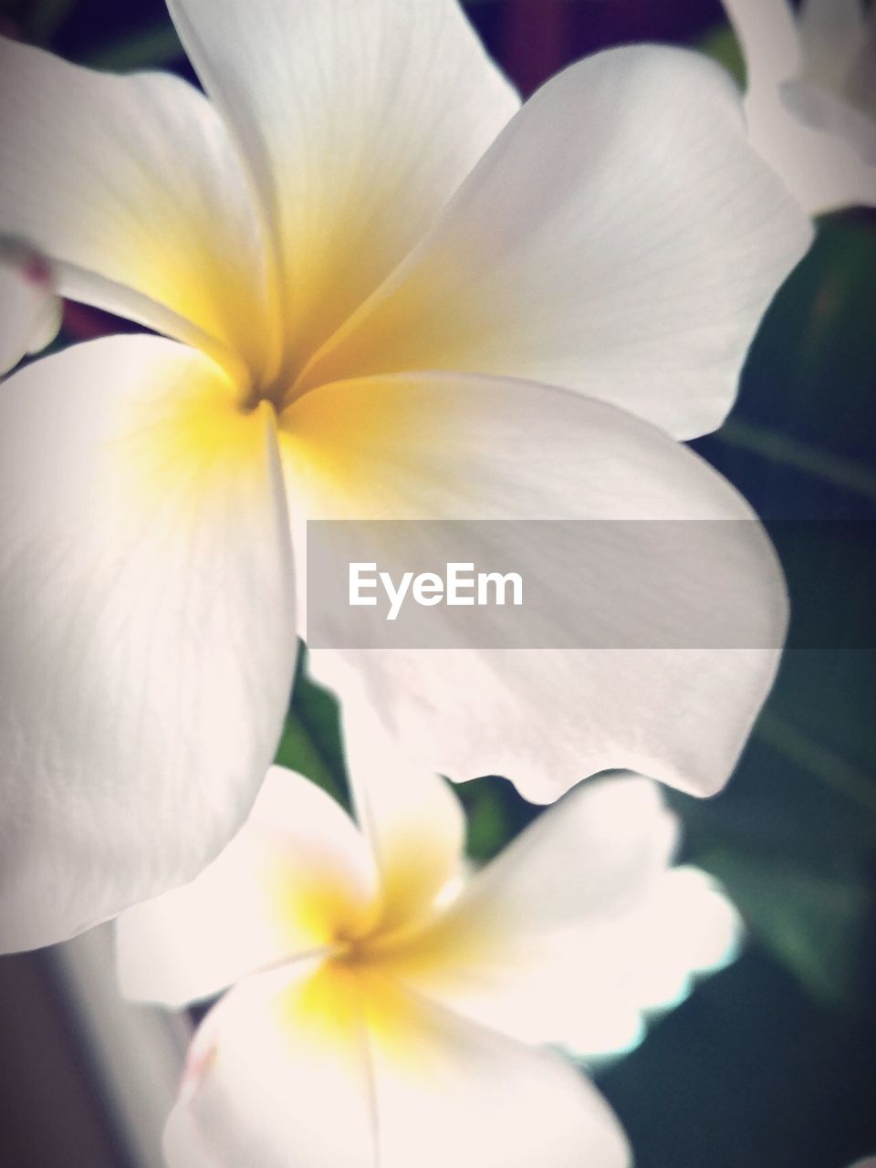 CLOSE-UP OF FRANGIPANI