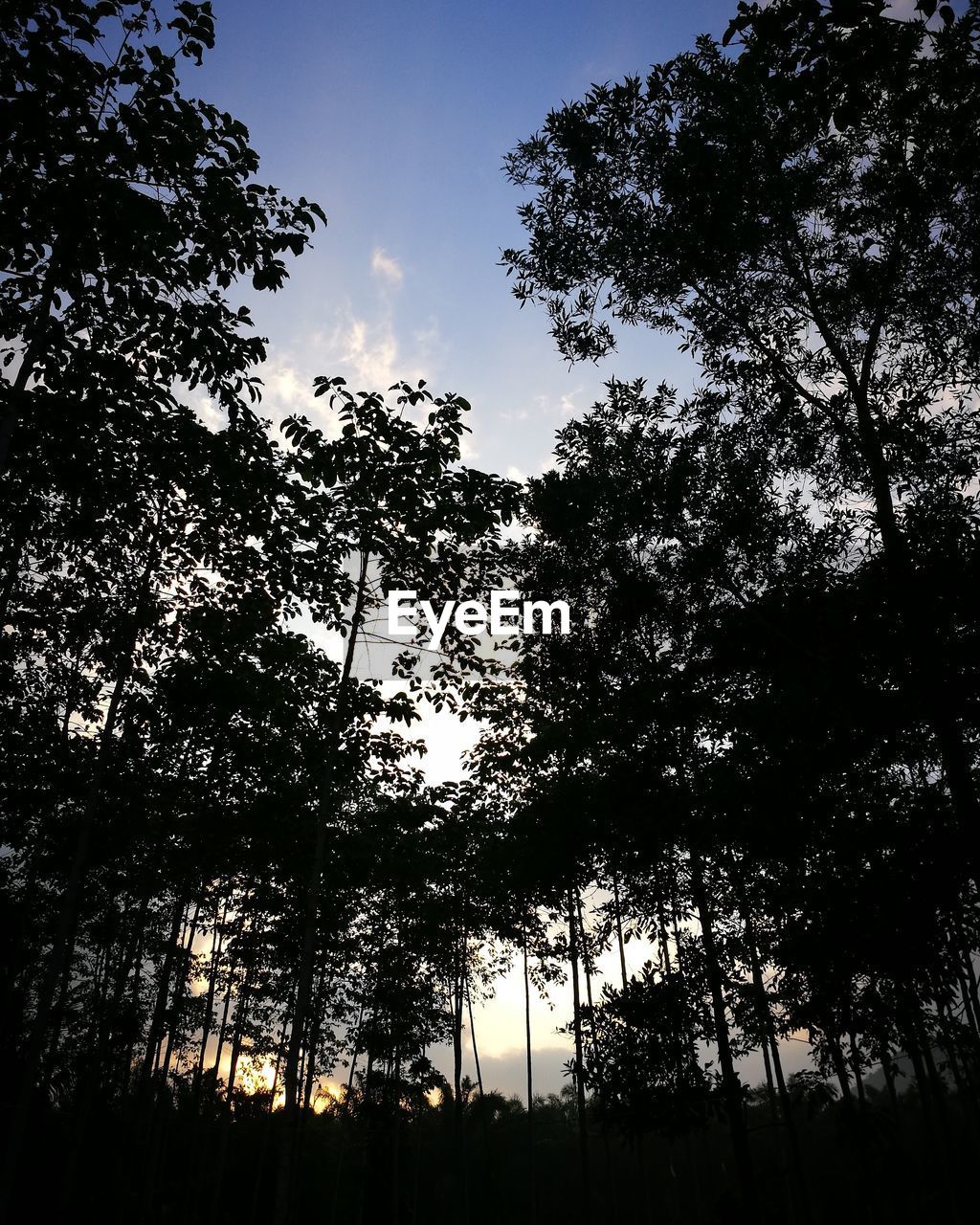 LOW ANGLE VIEW OF SILHOUETTE TREE AGAINST SKY