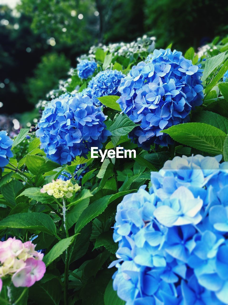 CLOSE-UP OF FRESH PURPLE HYDRANGEAS BLOOMING IN BLUE WATER