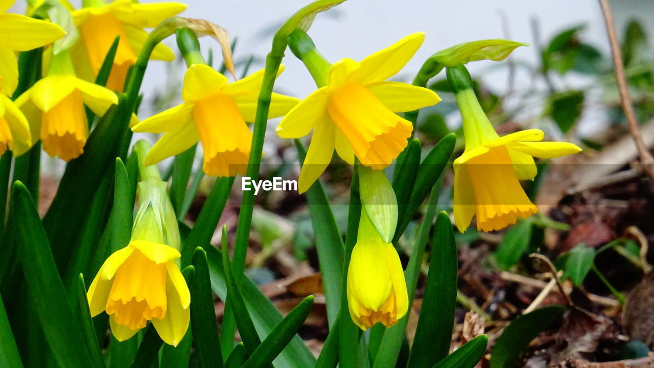 CLOSE-UP OF YELLOW DAFFODILS