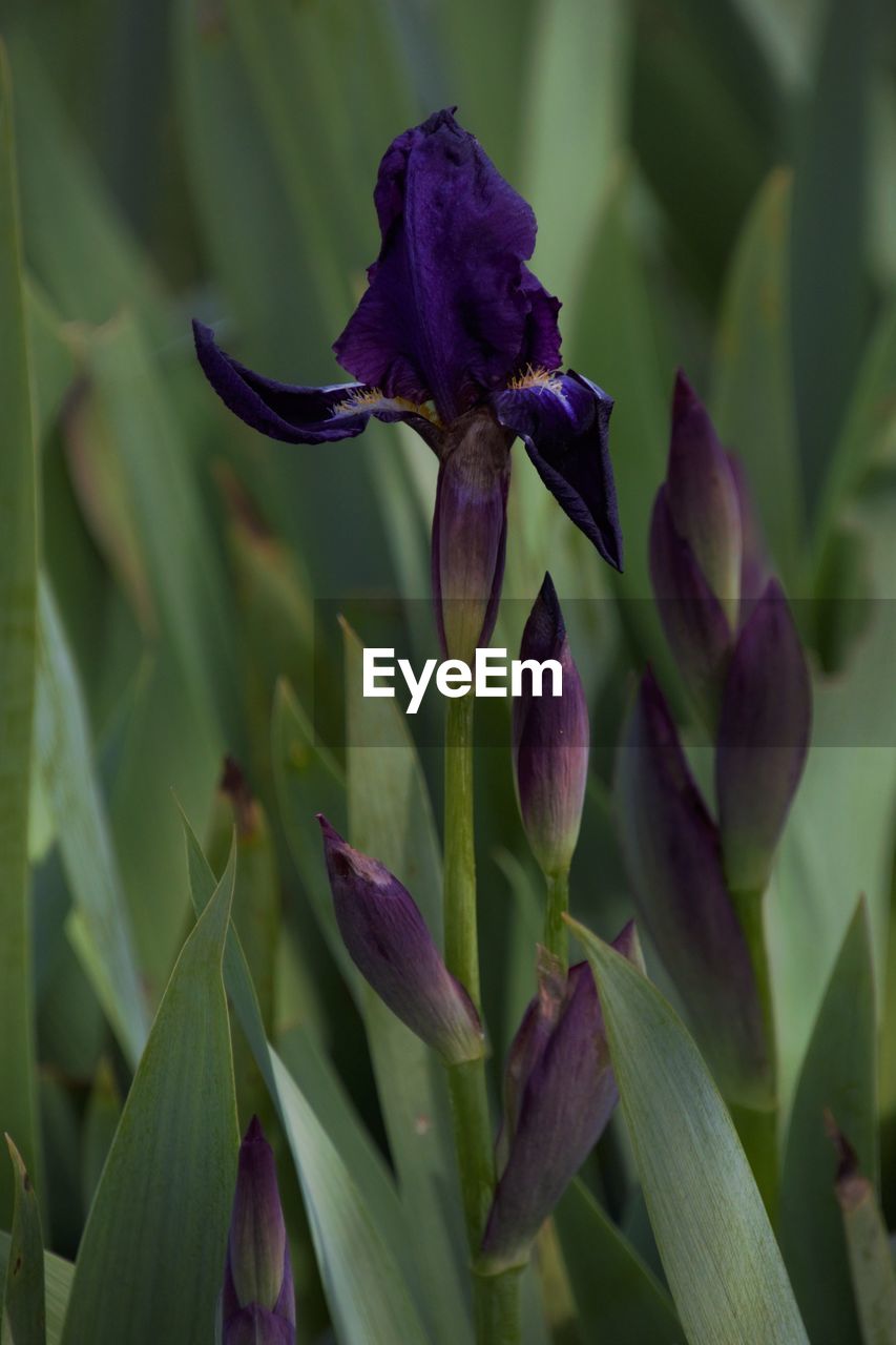 Close-up of purple flowering plant