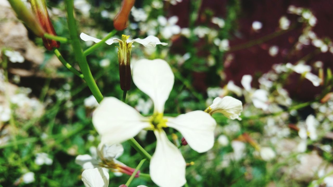 CLOSE-UP OF WHITE FLOWERS