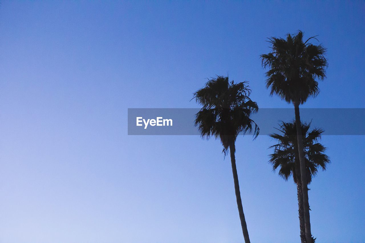 Low angle view of palm trees growing against clear blue sky