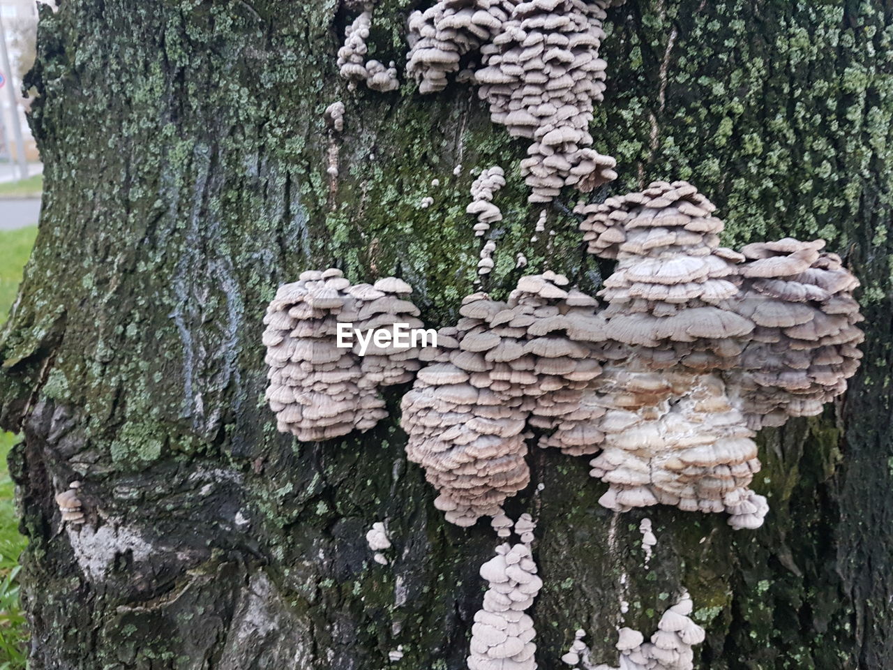 CLOSE-UP OF TREE TRUNK AGAINST TREES