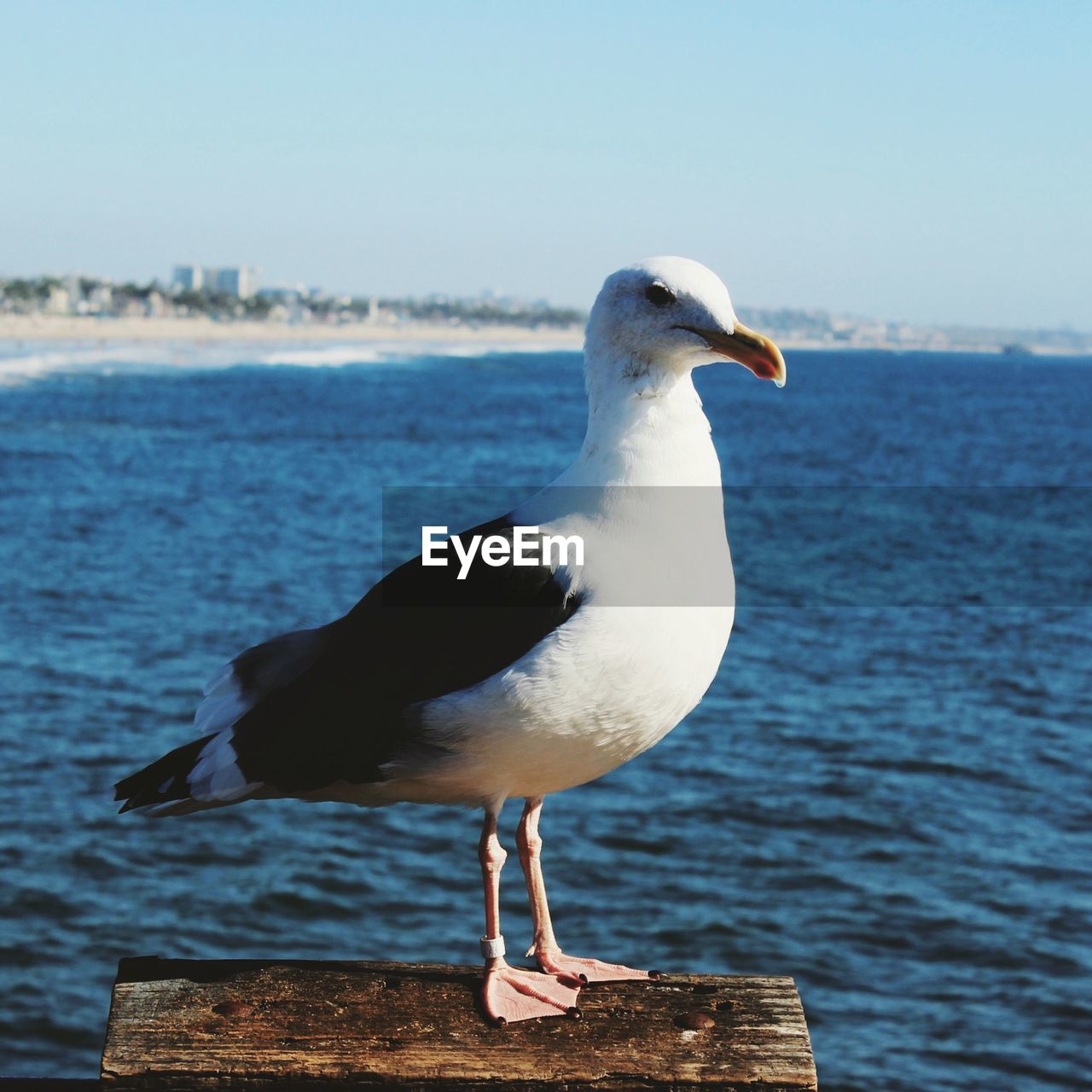 Close-up of seagull perching on shore against sea