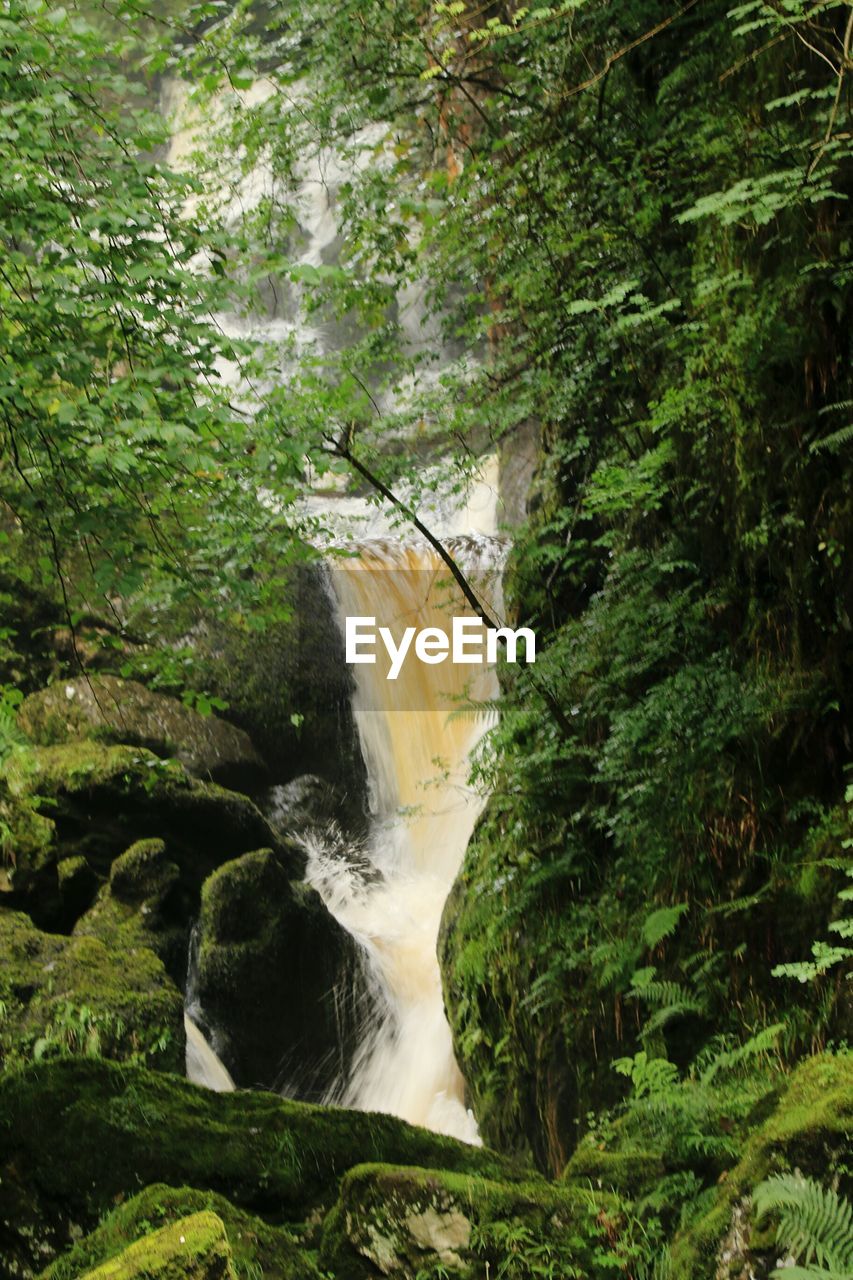 Stream flowing through rocks in forest