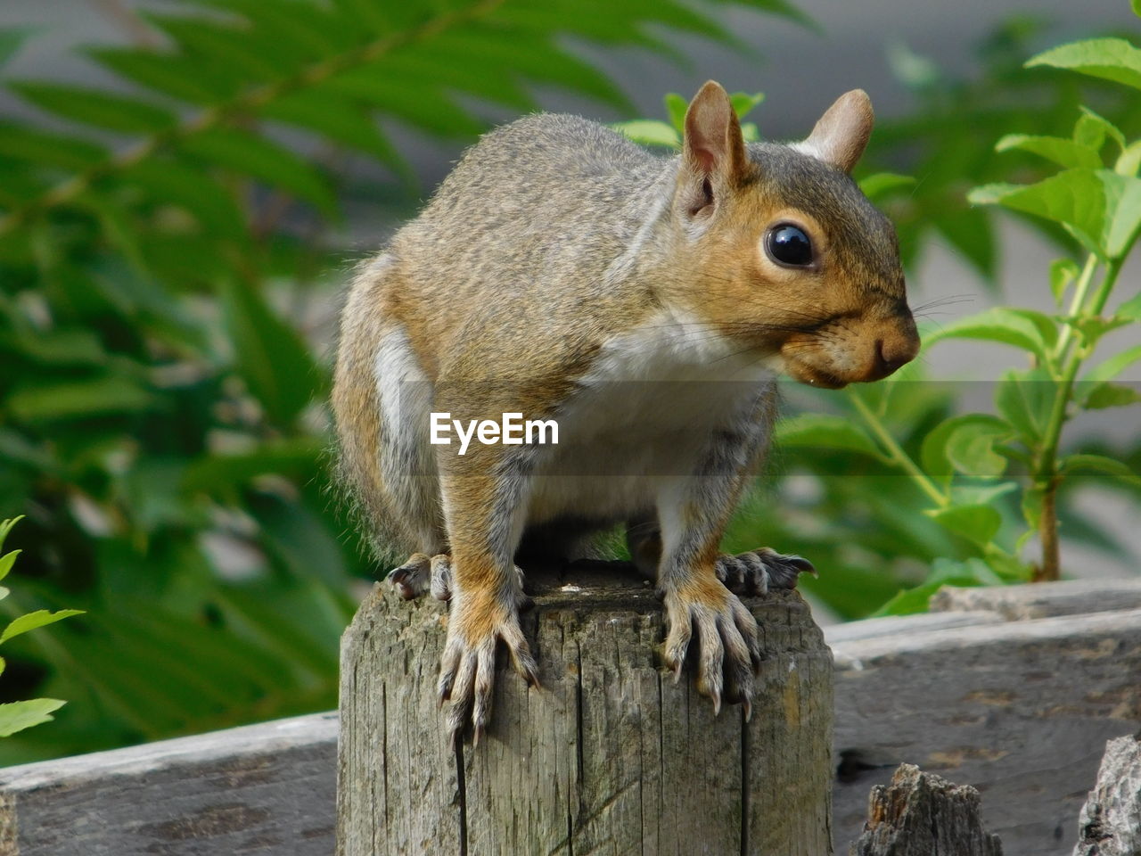 Close-up of squirrel on wooden post