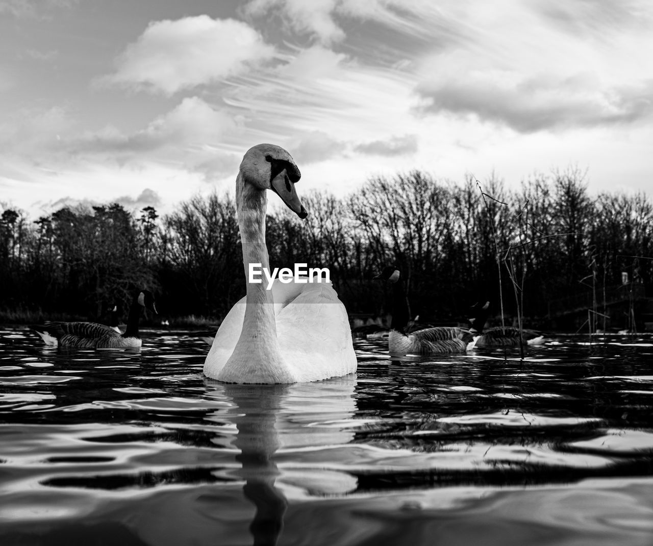 Black and white monochrome mute swan swans pair low-level water side view macro animal background