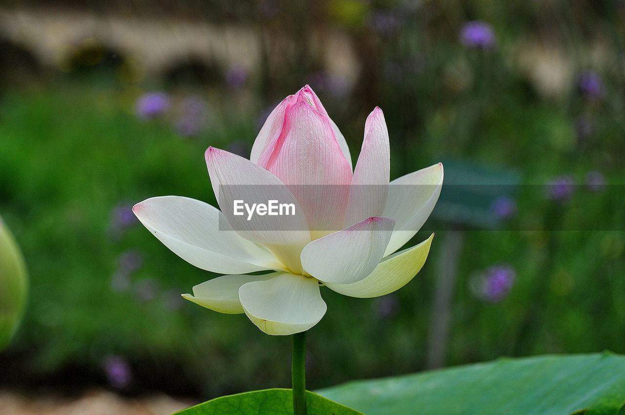 Close-up of pink water lily