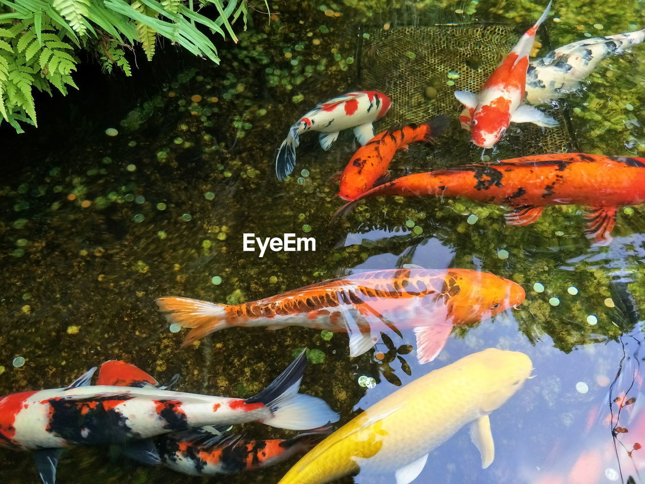 FISH SWIMMING IN POND