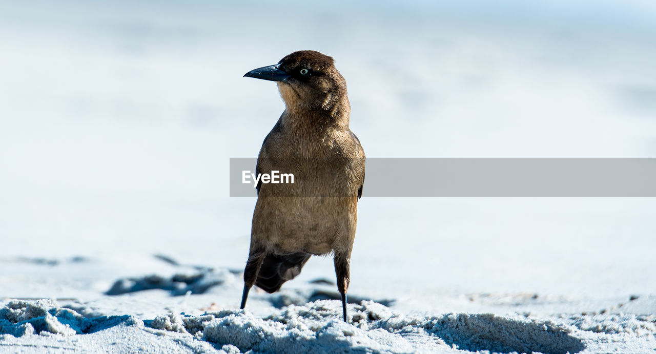 close-up of bird on snow field