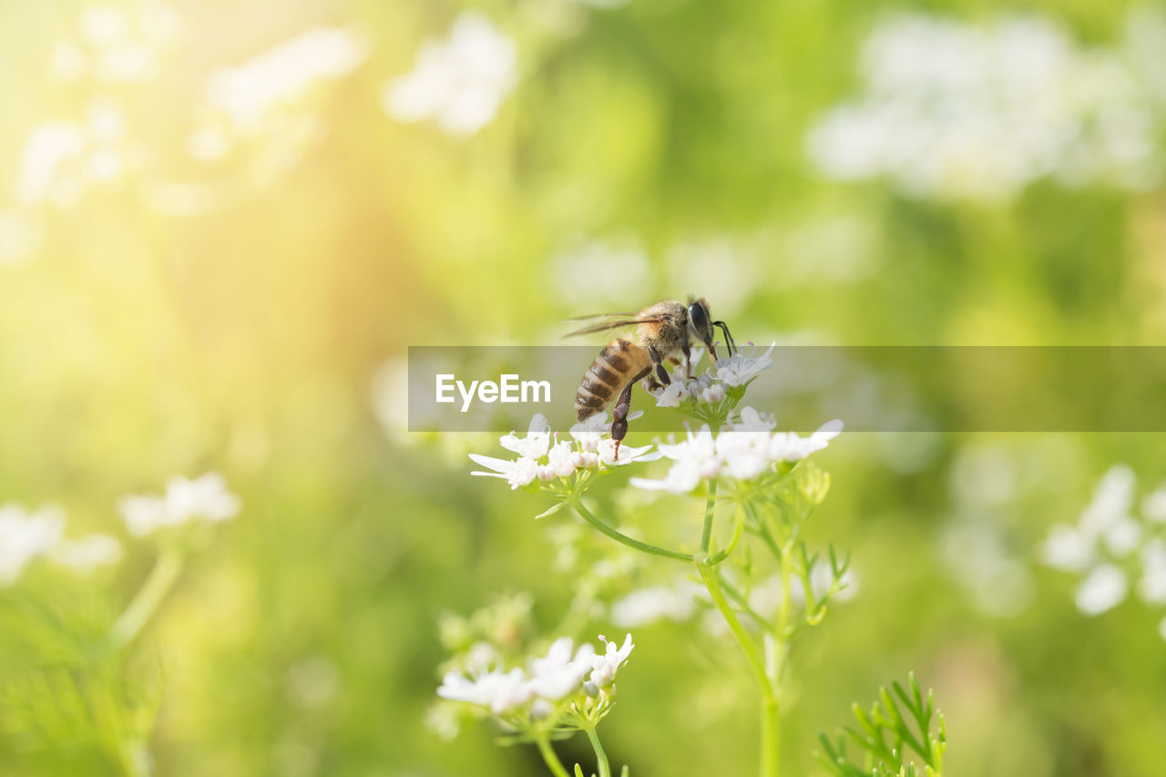 CLOSE-UP OF HONEY BEE ON WHITE FLOWER