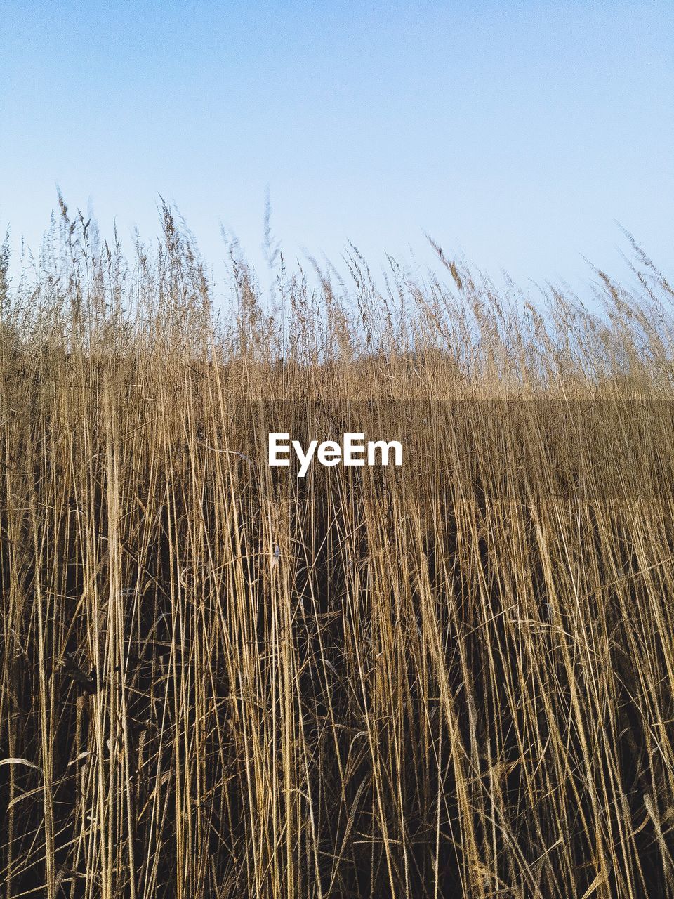 WHEAT FIELD AGAINST CLEAR SKY